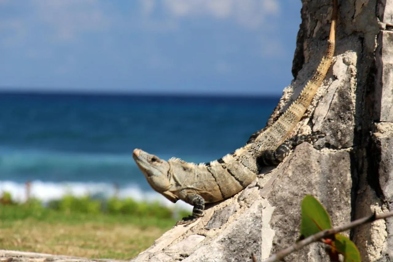 Beautiful & Cozy Studio In Akumal Paradise-Wifi, Ac Apartment Mexico